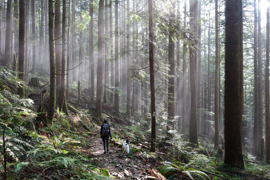 Woodland Walk Trail, Burke Mountain