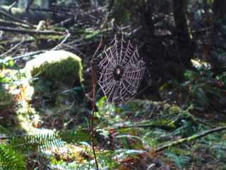 Woodland Walk Trail, Burke Mountain