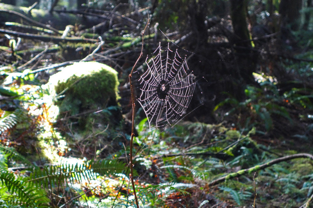 Woodland Walk Trail, Burke Mountain