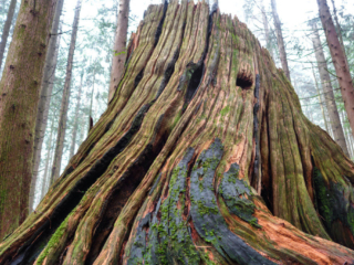 Woodland Walk Trail, Burke Mountain