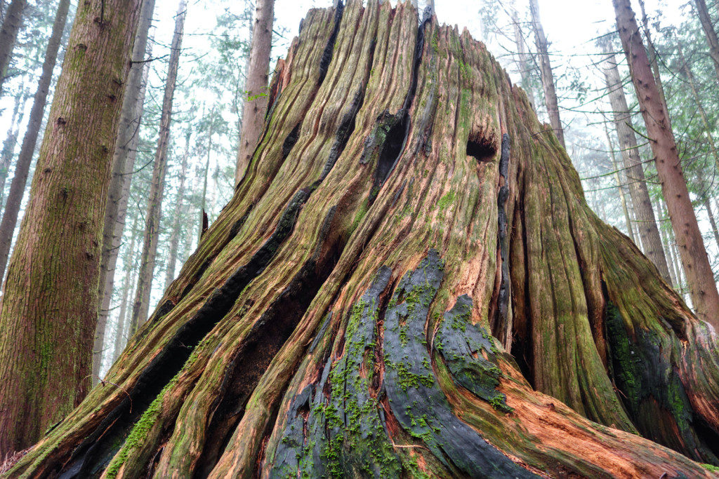 Woodland Walk Trail, Burke Mountain