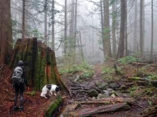 Woodland Walk Trail, Burke Mountain