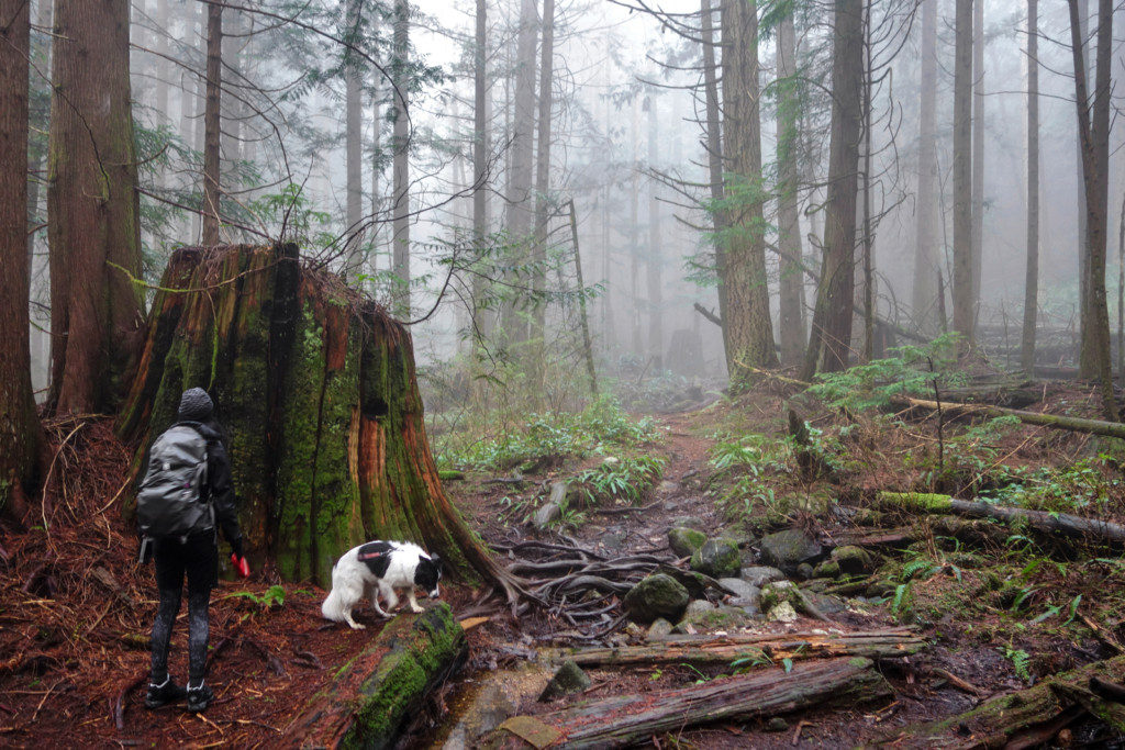 Woodland Walk Trail, Burke Mountain