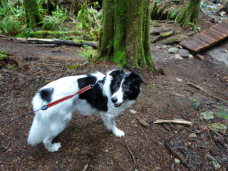 Woodland Walk, Burke Mountain