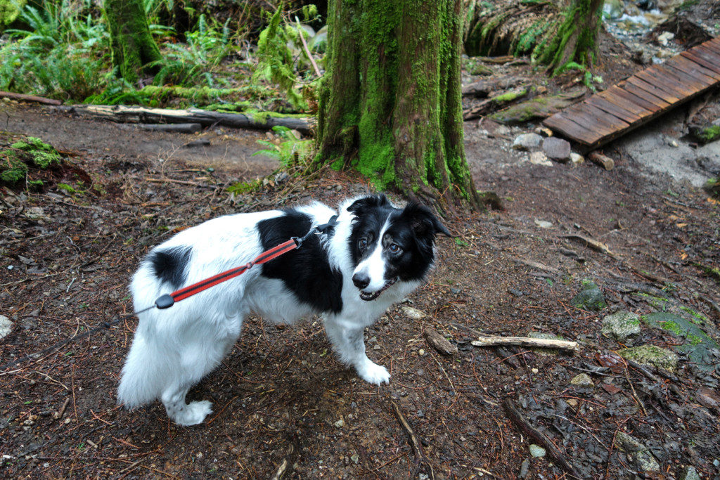 Woodland Walk, Burke Mountain