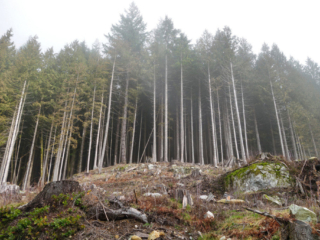 Woodland Walk Trail, Burke Mountain