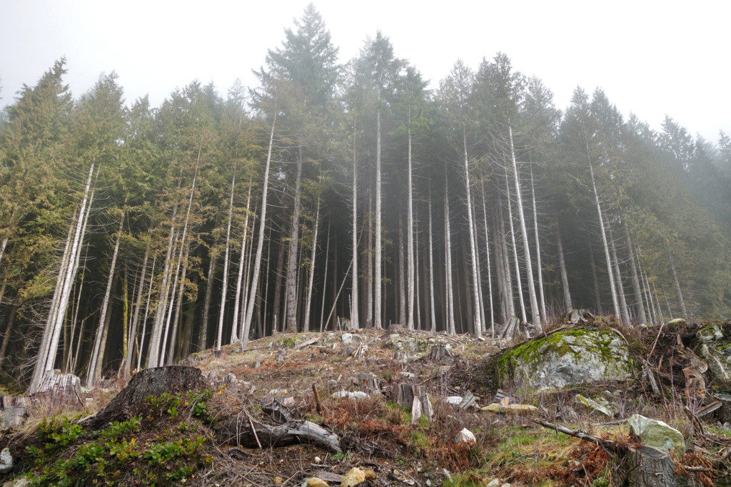 Woodland Walk Trail, Burke Mountain