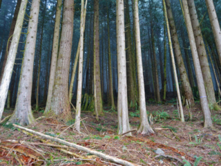 Woodland Walk Trail, Burke Mountain
