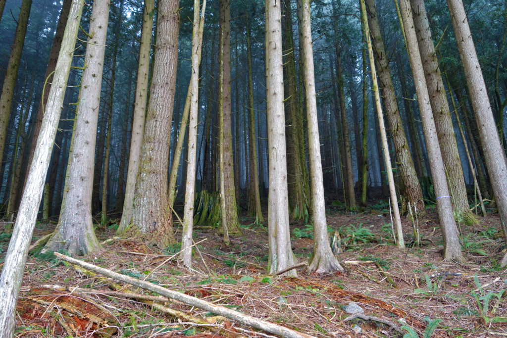 Woodland Walk Trail, Burke Mountain