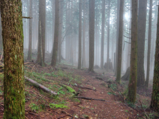 Woodland Walk Trail, Burke Mountain