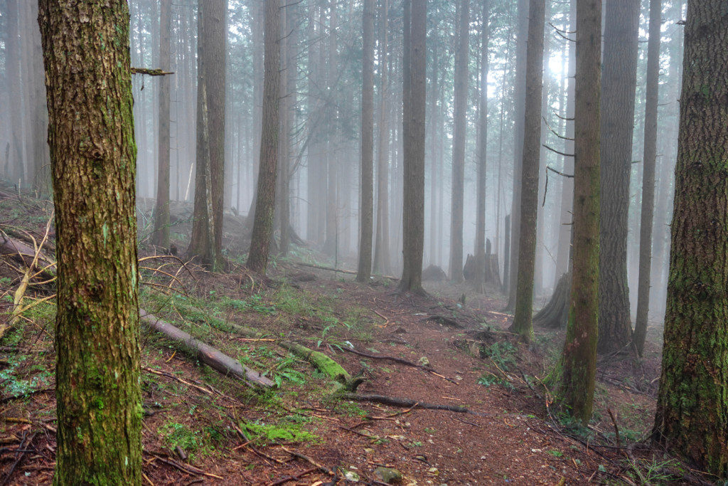 Woodland Walk Trail, Burke Mountain