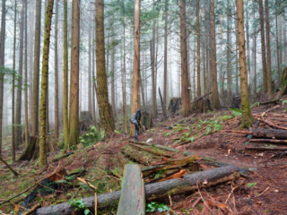 Woodland Walk Trail, Burke Mountain