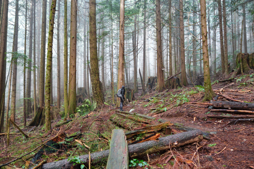 Woodland Walk Trail, Burke Mountain