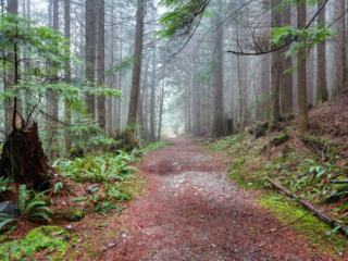Woodland Walk Trail, Burke Mountain