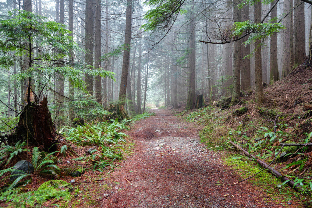 Woodland Walk Trail, Burke Mountain