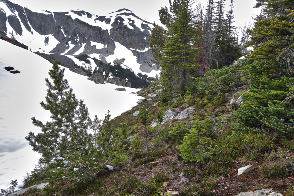 Viola Lake, Viola Lake Trail