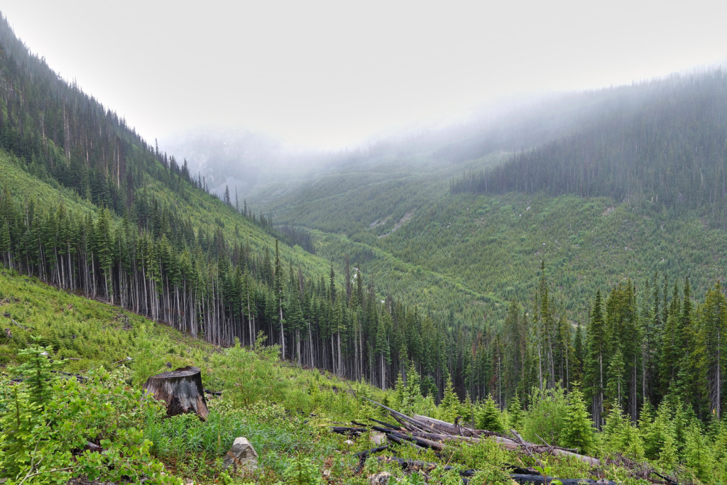 Viola Lake Trail