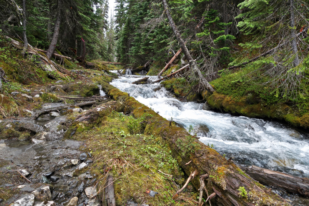 Viola Lake Trail