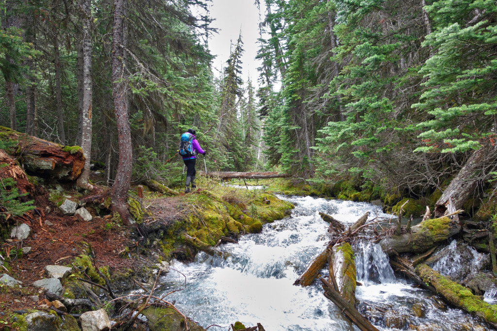 Viola Lake Trail