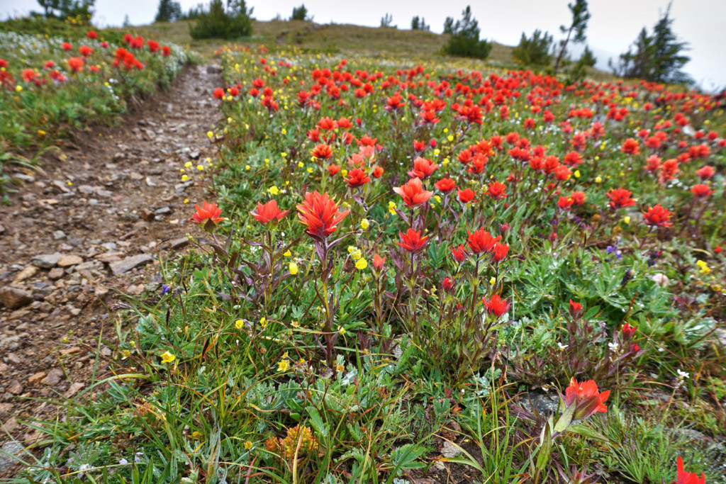 Wildflowers Near the First Brother