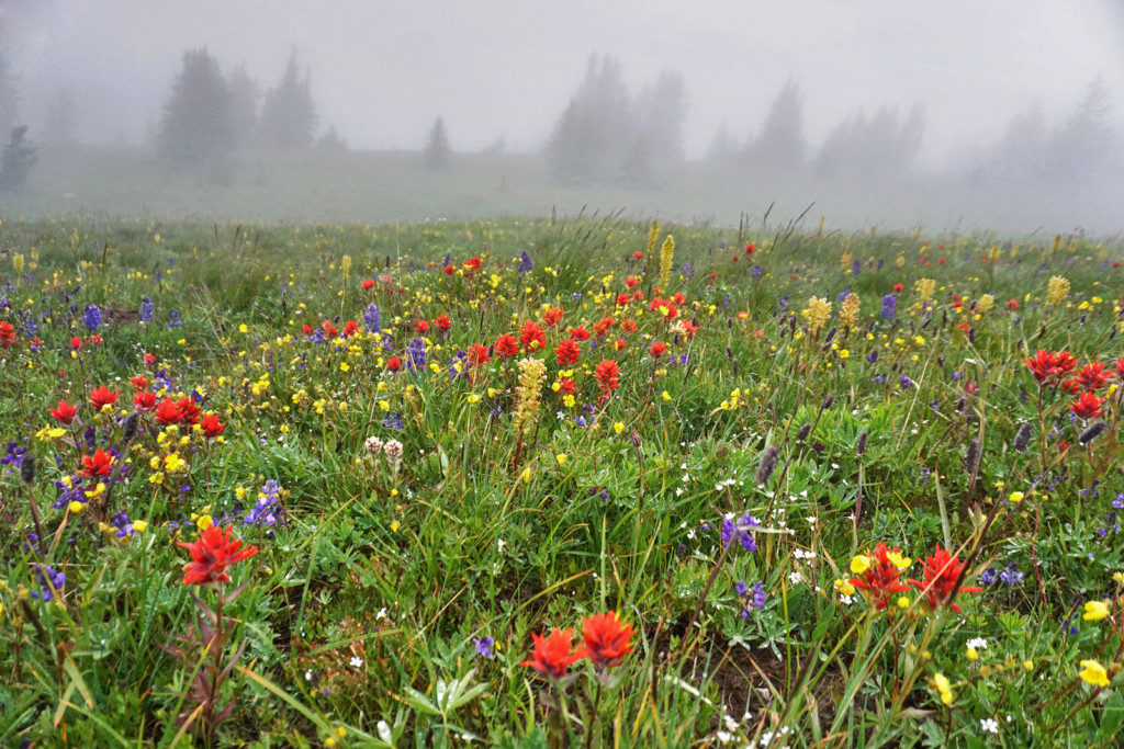 Wild Flowers Past Second Brother Peak