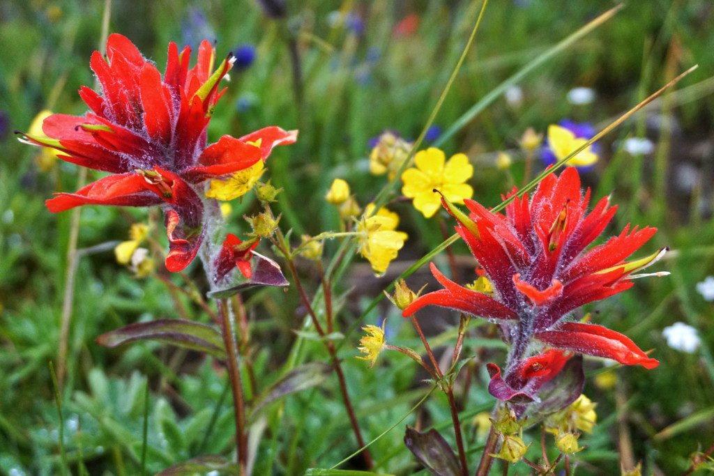 Close up of Wild Flowers Past Second Brother Peak