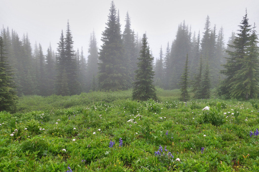 First Flowers Popping up Along the Heather Trail