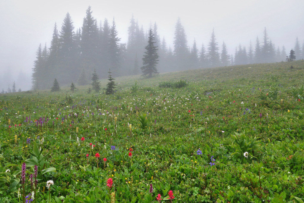 First Flowers Popping up Along the Heather Trail