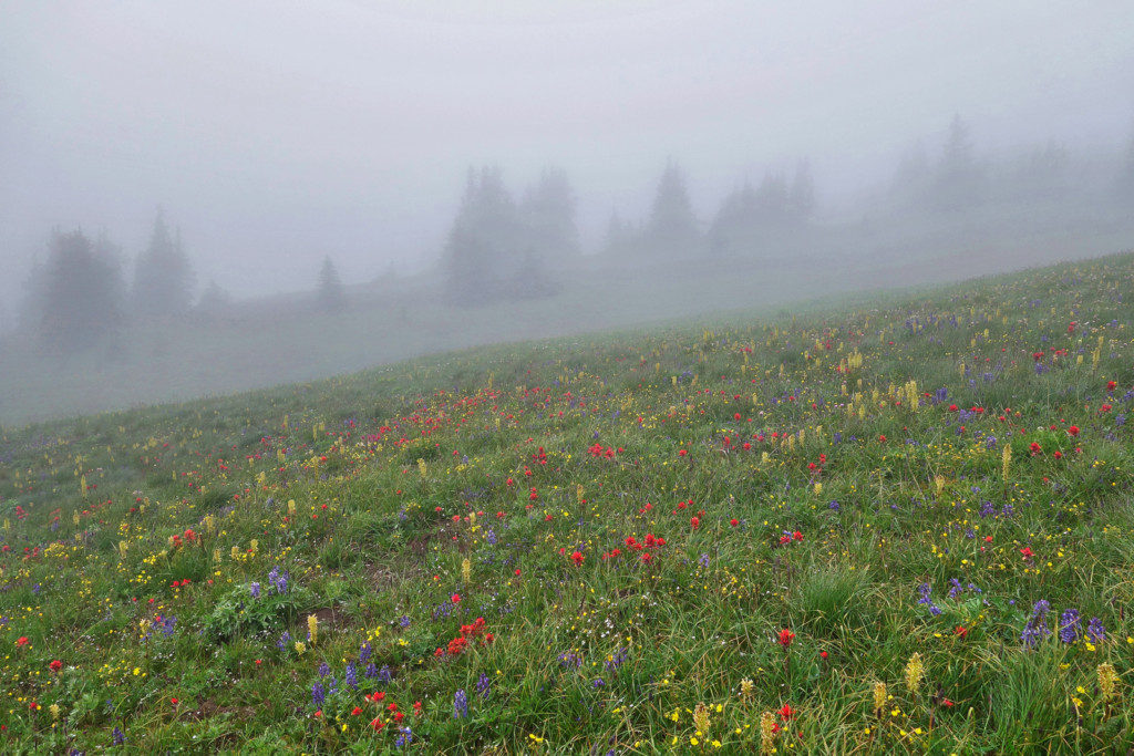 Wild Flowers Past Second Brother Peak