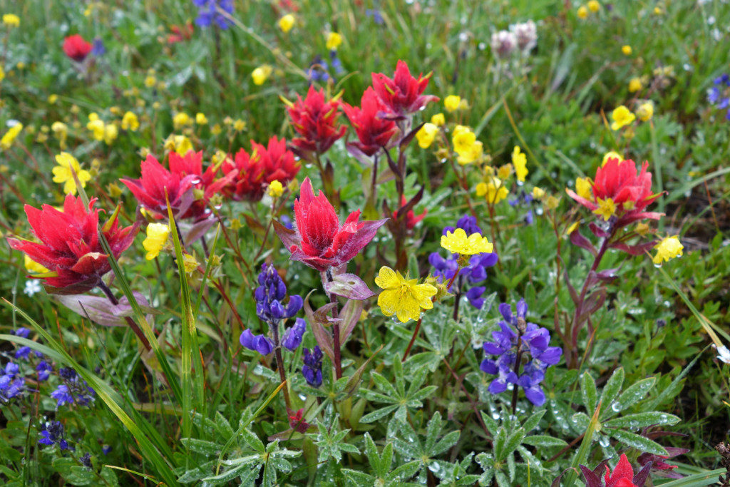 Wild Flowers Past Second Brother Peak