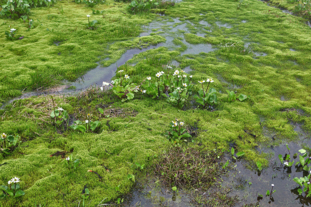 Lush, Green Foliage