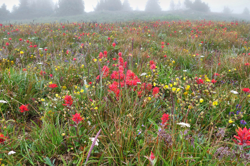 Wildflowers Along the Heather Trail