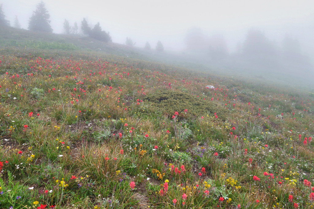 Wildflowers Along the Heather Trail