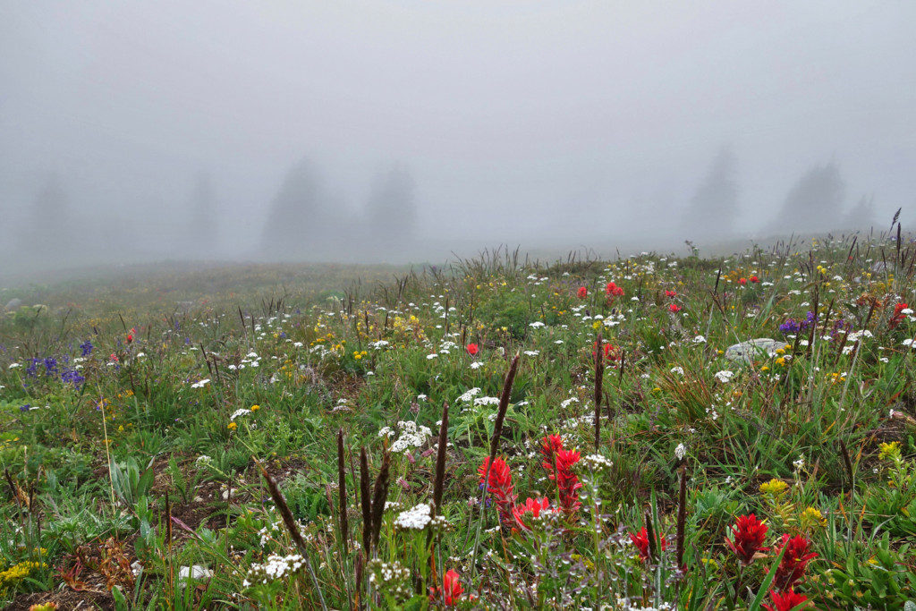 Wildflowers Along the Heather Trail