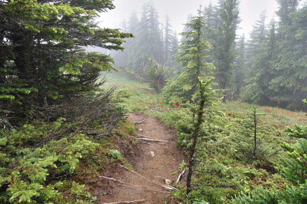 View Along the Heather Trail