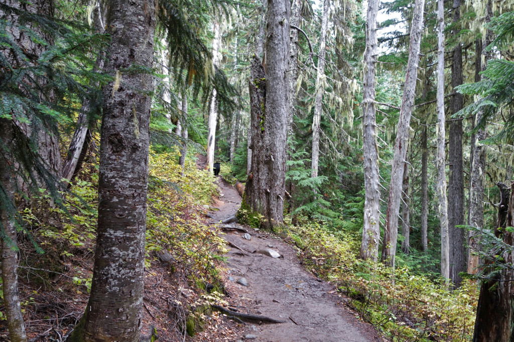 Bear, Garibaldi Lake Trail